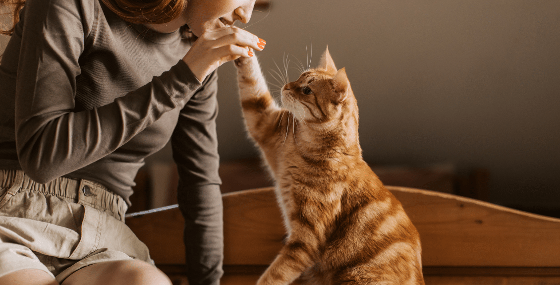 Cat Owners Are Obsessed With These Ridiculously Simple Hacks