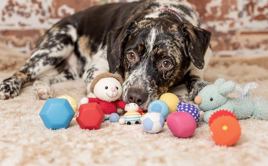 quick homemade pet toys